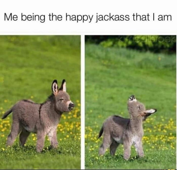 Photograph of two images of a baby donkey in a field of yellow flowers. The first image shows the donkey standing normally, and the second image shows the donkey with its head tilted back. The text above the images reads, 