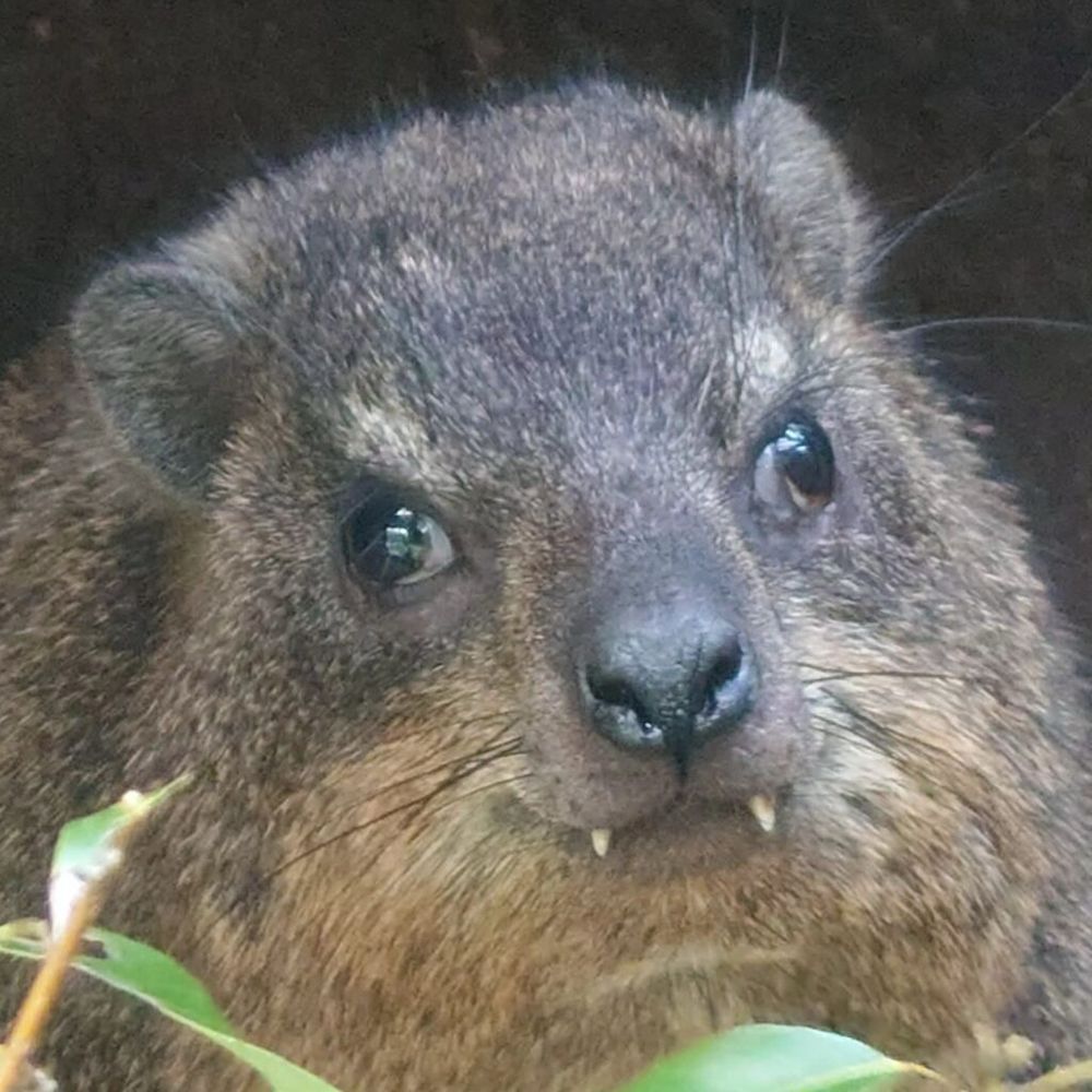 close up of a hyrax face