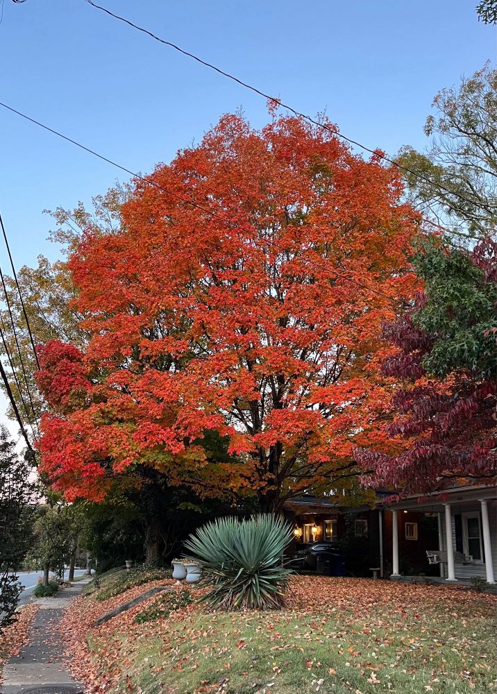 Maple tree in autumn w red leaves