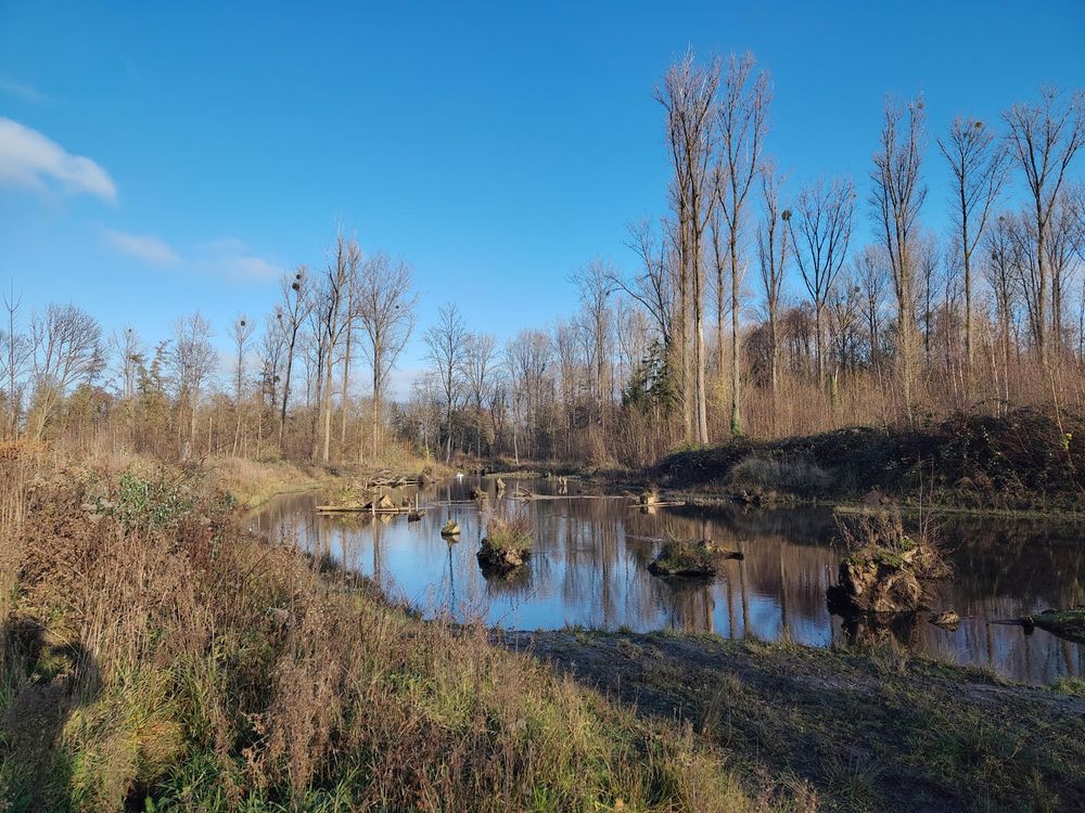 The sky is very blue with only a few wispy almost transparent clouds. The bare trees and the sky are reflected in the water if the river. The vegetation is mostly brown. A family of swans is coming around the bend in the river and there was a heron as well, but I doubt that he can be spotted in the photo.