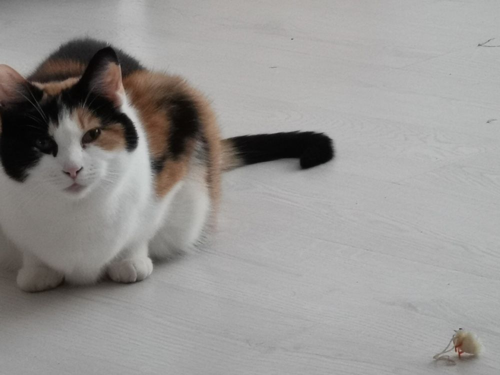 Tricolor katt sitter på gulvet, ikke så veldig langt unna en knøvla liten pyntekylling