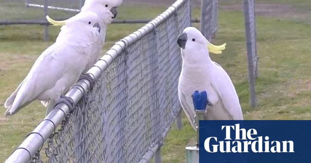 Cockatoos start sipping from Sydney’s drinking fountains after mastering series of complex moves