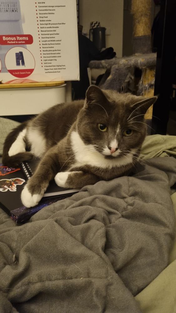 A grey and white cat is laying across a black notebook on top of a blanket