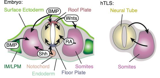 Signalling schematic in a cross section of the embryo (left) and a cross-section of the hTLS structures (right)