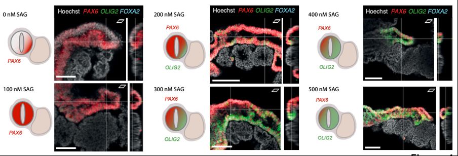 Axis generation across the neural tube located adjacent to the somites