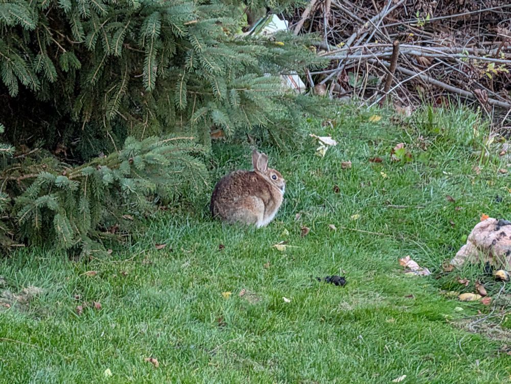 A very, very round rabbit sits under a pine tree in a backyard
