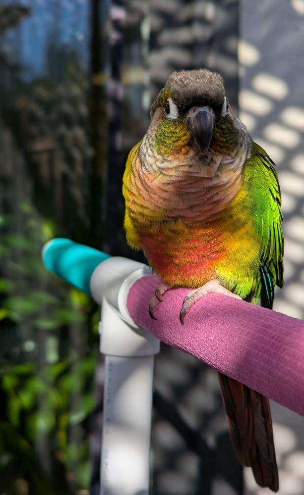 Yuzu demonstrating the meaning of "borb"