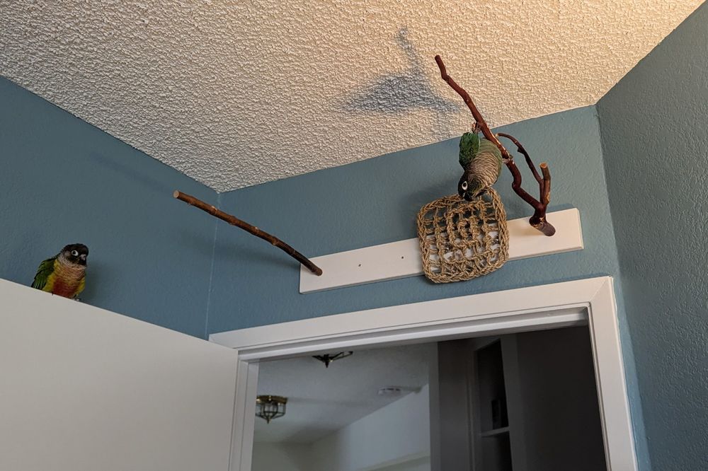Tsuyu dangles from a perch over my doorway while Yuzu sits on top of the door