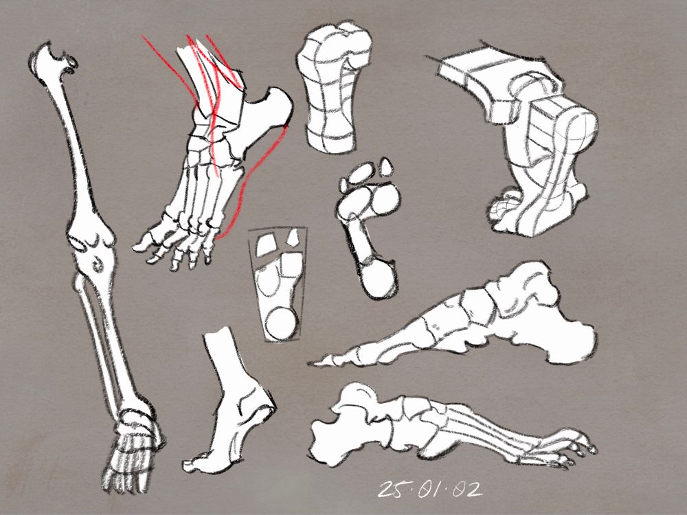 Foot study - sources Classic Human Anatomy in Motion and Gesture Drawing Design and Invention
