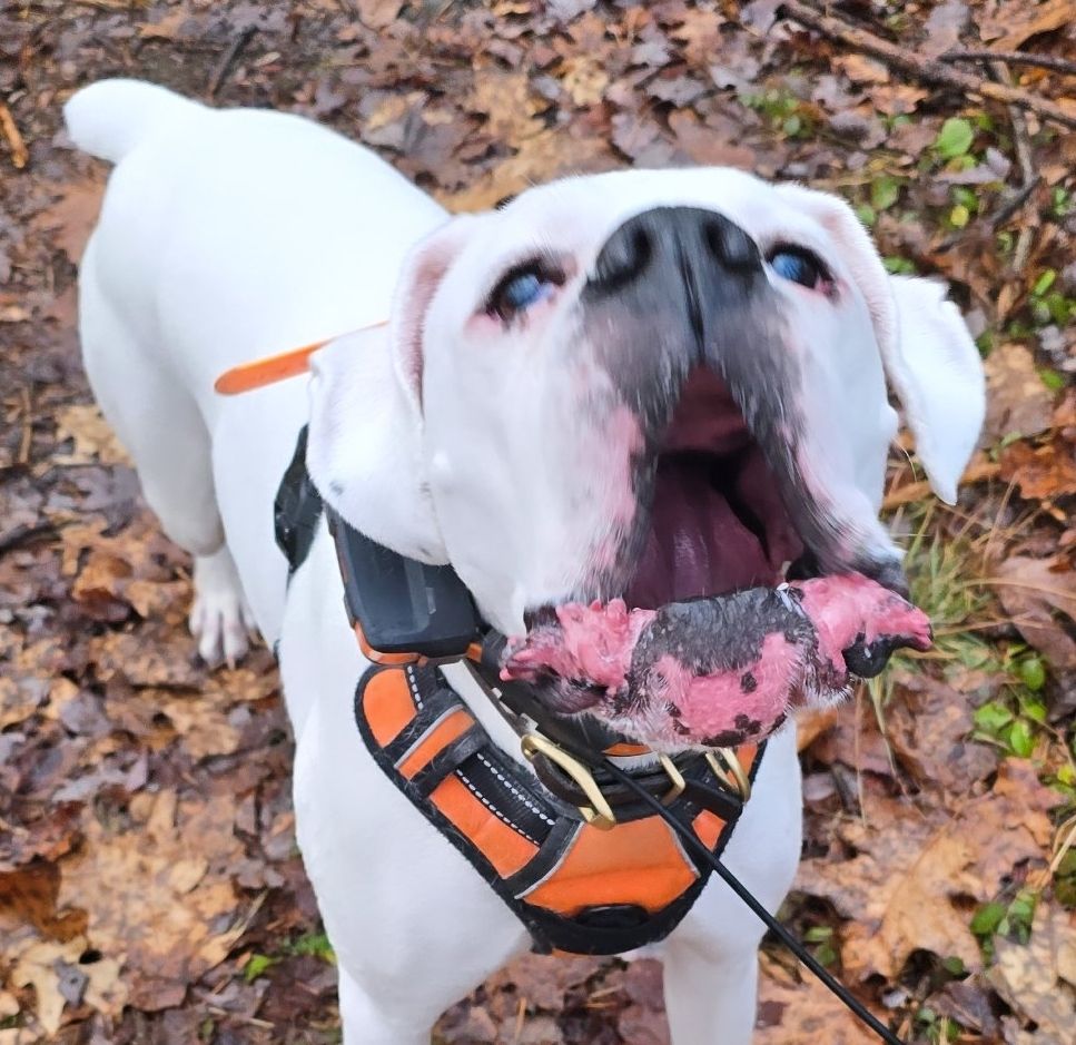 A white boxer in an orange harness and GPS collar is standing in leaves and barking