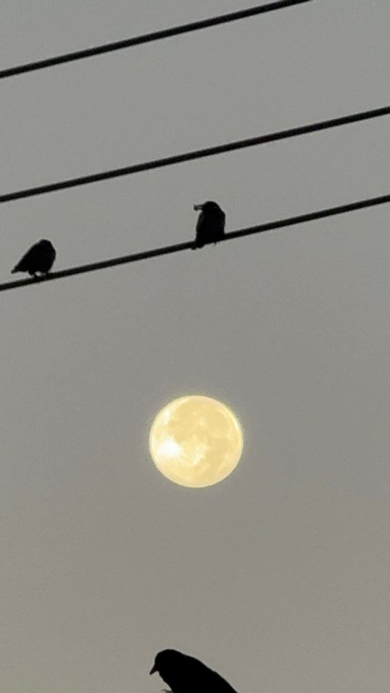 The full moon, in early dawn light, with crows and power lines in the foreground.