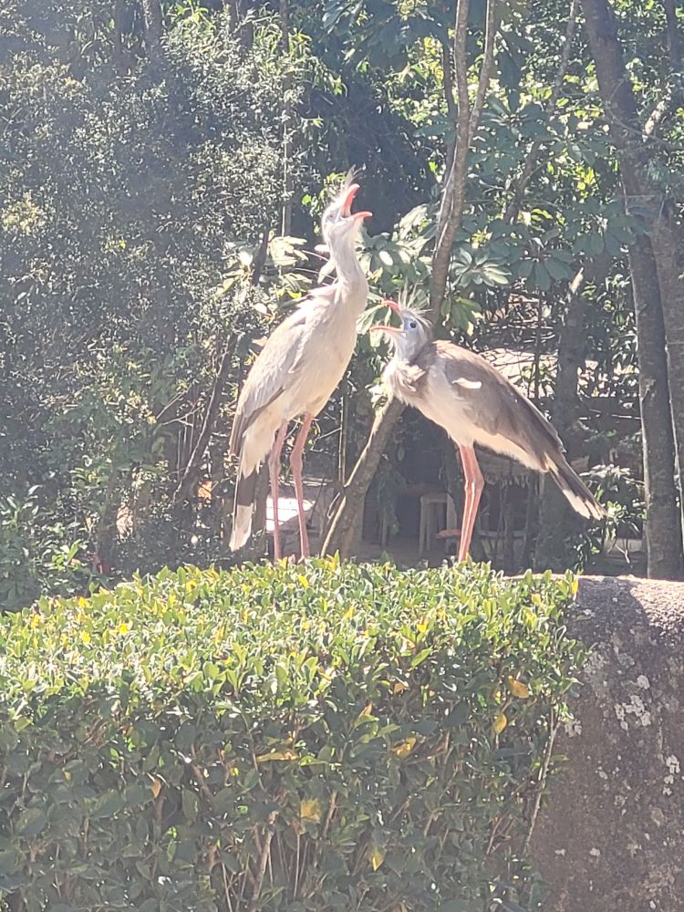Casal de siriema cantando em cima de uma pedra. 