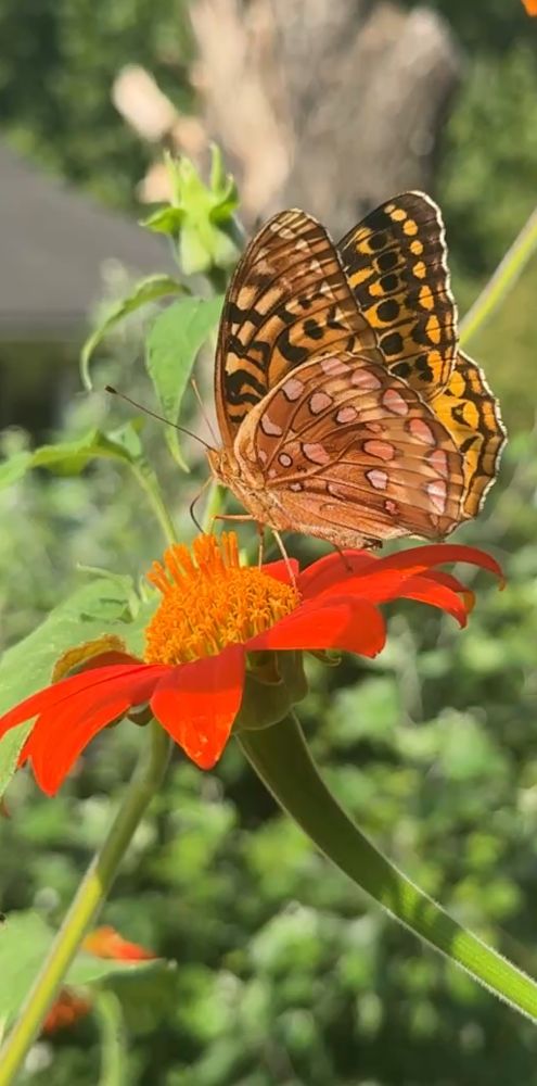 A Great Spangled Frittilary butterfly visits a Mexican sunflower 