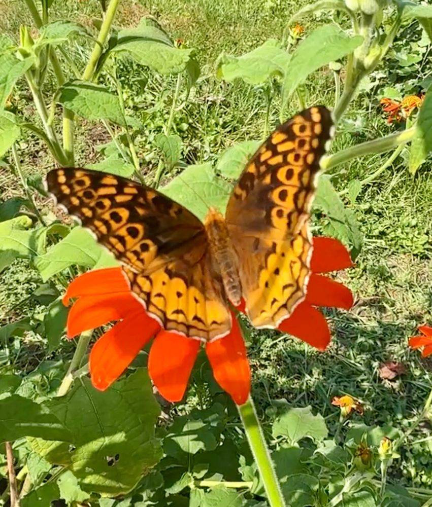 A Great Spangled Frittilary butterfly visits a Mexican sunflower 