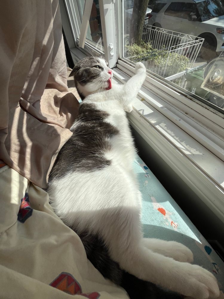 cat licking itself by the sunny windowsill