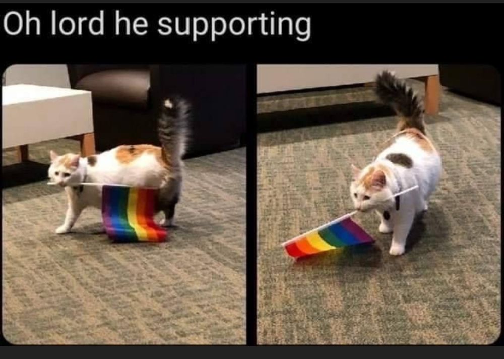 Meme of a cat carrying a rainbow flag in its mouth with the caption: oh lord he supporting