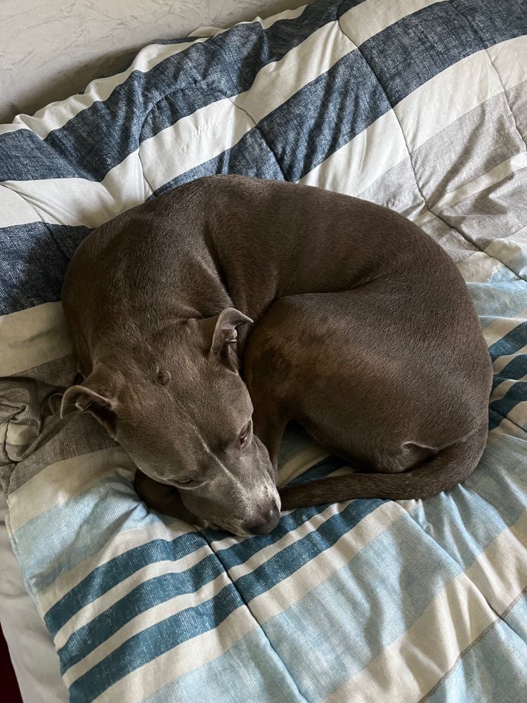 Roxy is a croissant  🥐 