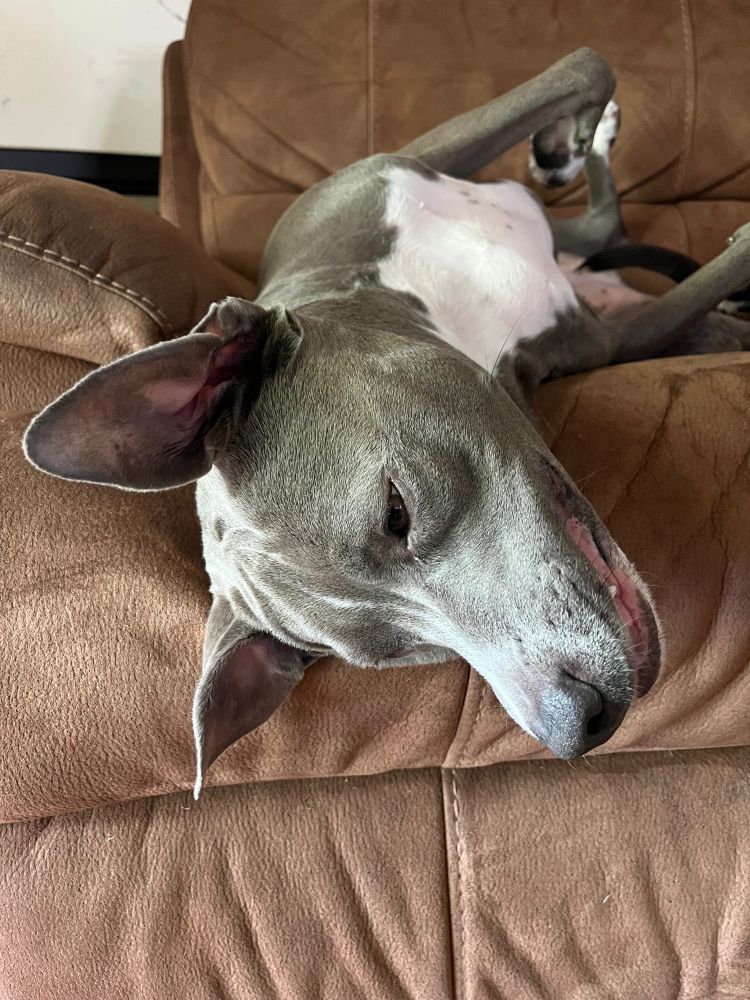 Roxy’s ears say to keep left today 