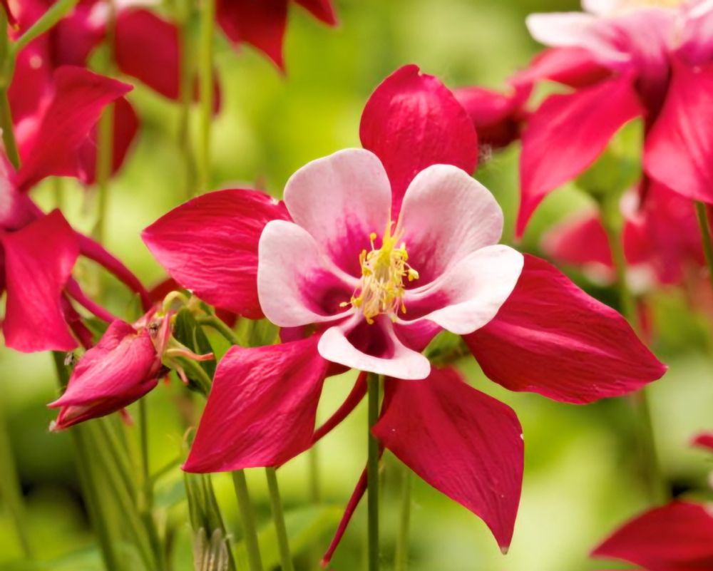Close up picture of a fully bloomed Red Columbine picture from the bottom (since their blooms face downward when they open!)