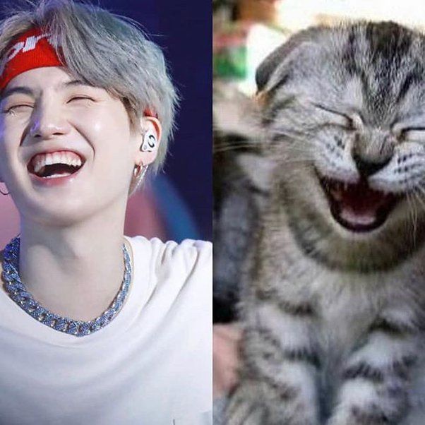 Side by side pictures. On the left is Yoongi in a white shirt with dyed grey blonde hair grinning widely with mouth open and eyes closed. On the left is a grey kitten with some black stripes and white spots mixed in making the same expression as Yoongi