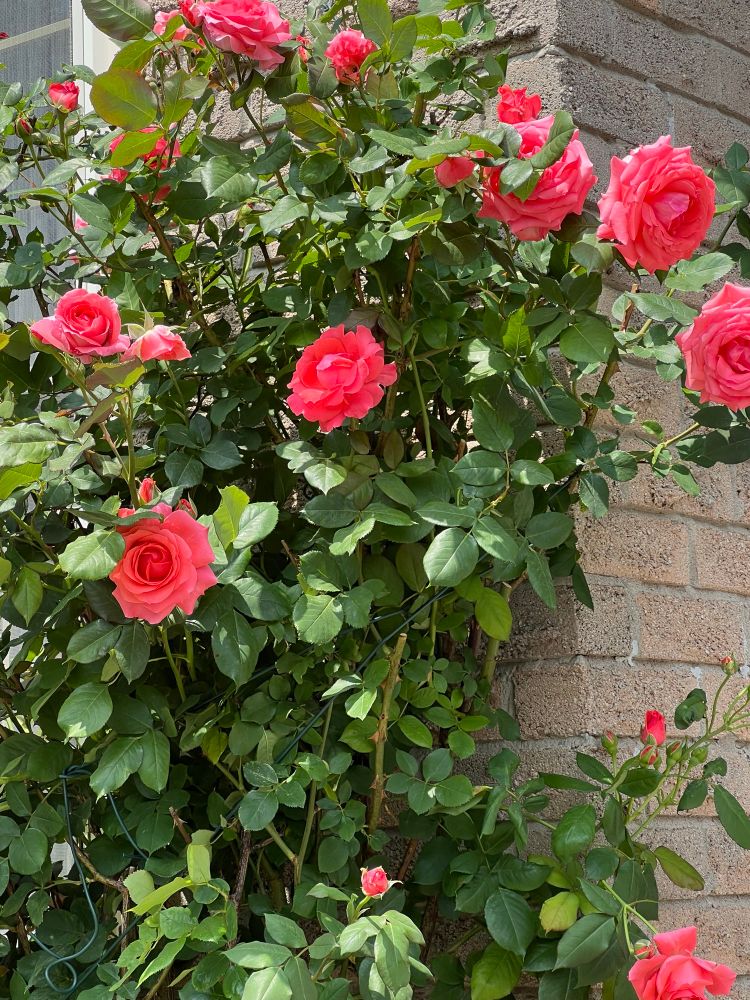 Garden roses growing successfully up a brick wall. 