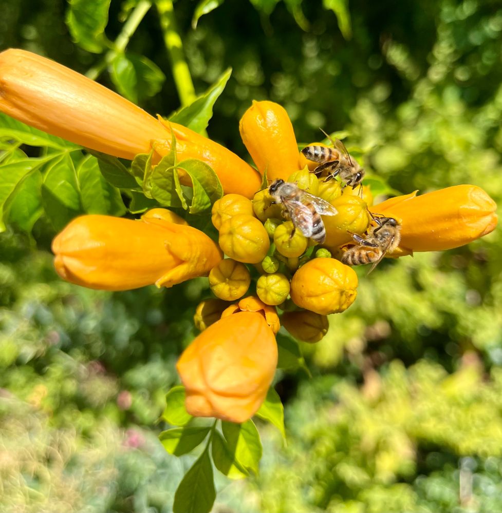 three honey bees on a cluster of closed orange blossoms on a trumpet vine in sunlight