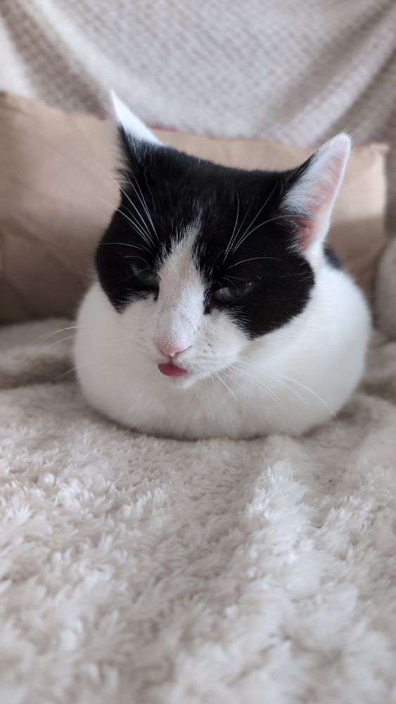 Bonnie, a black and white cat with cow-like markings, sitting in an armchair with all of her legs tucked out of sight and her tongue poking out.