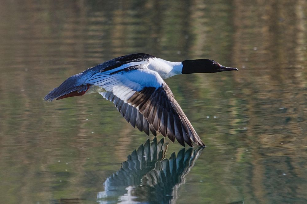 Merganser flying just above a still lake 