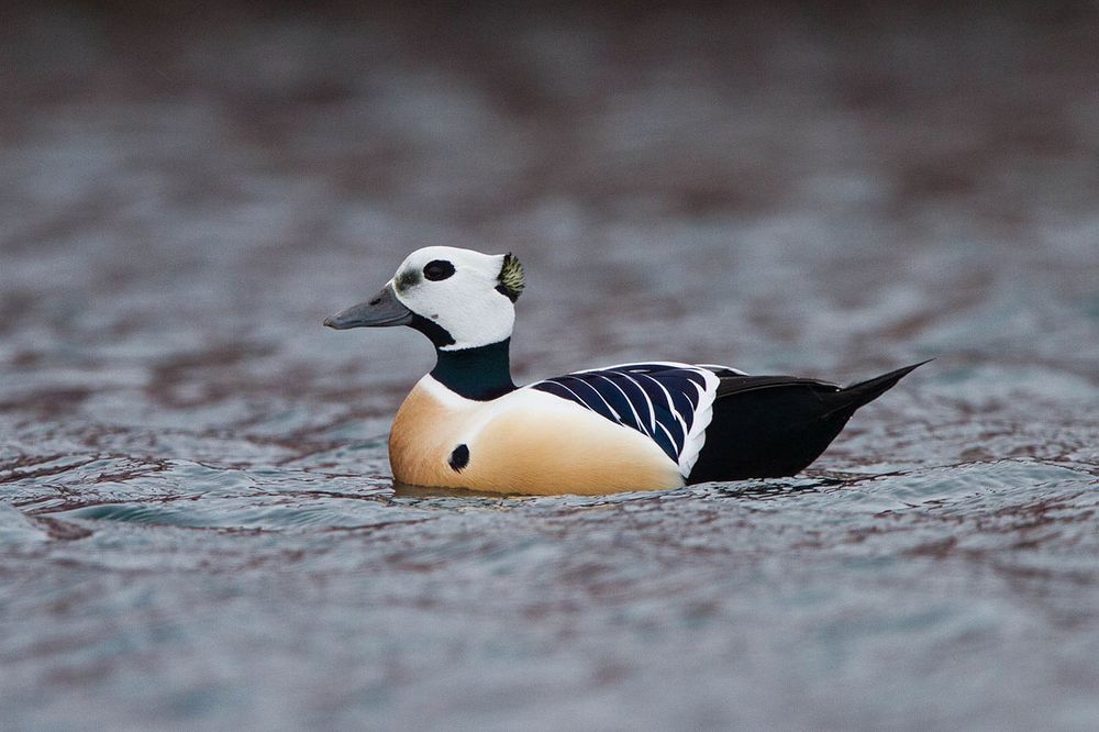 Male Steller’s eider on the water