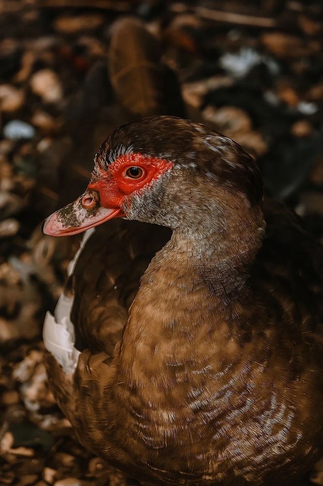 Muscovy duck