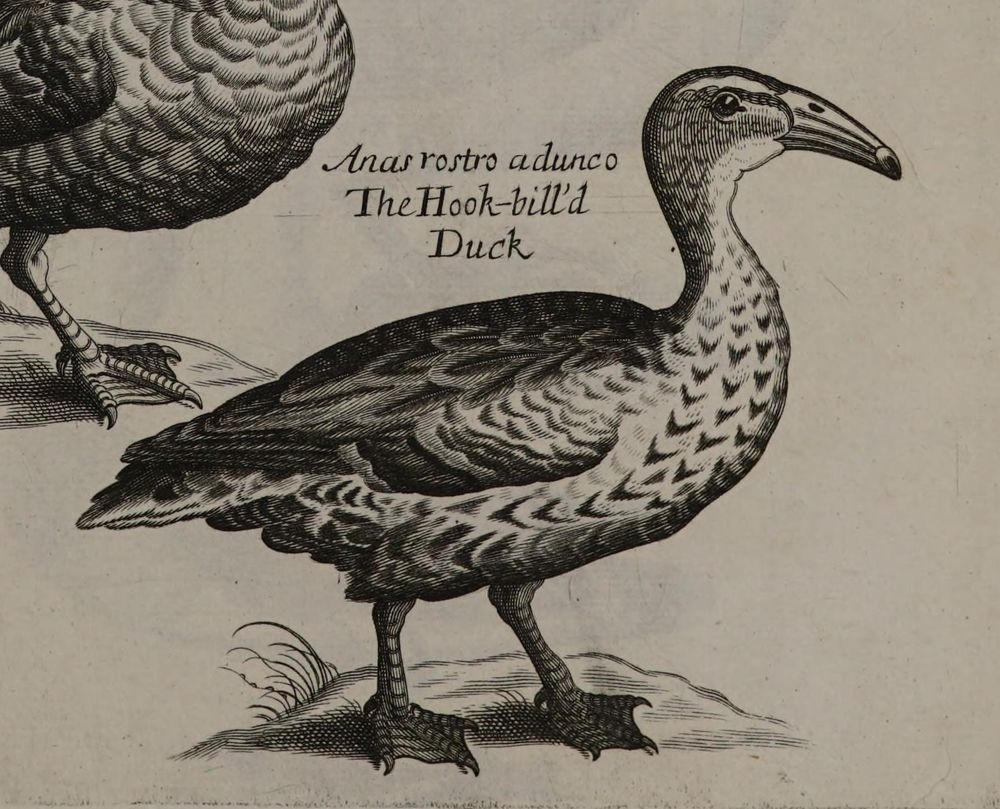 Hook bill duck engraving 