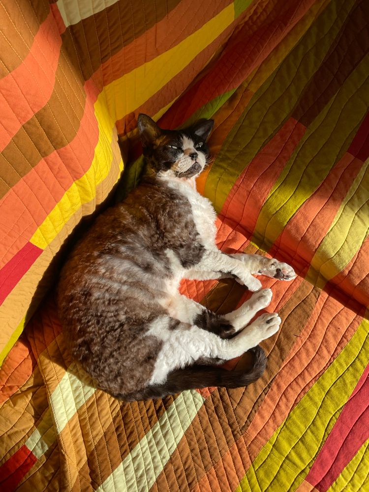 A grey and white devon rex cat, lying on a sunlit quilt. The quilt is made up of coloured wedges in autumnal shades. 