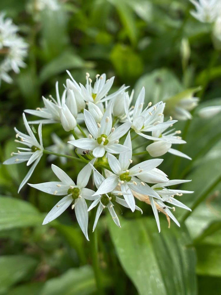 Ramsons