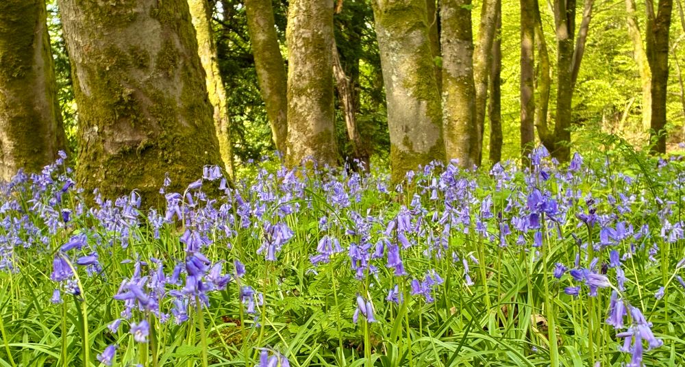 Bluebells