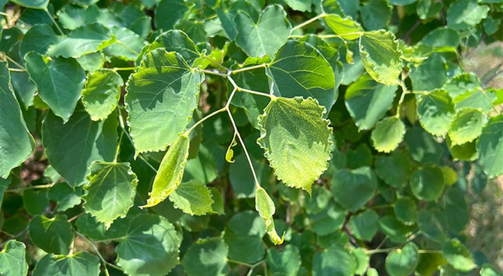 Unintended herbicide injury on trees: A growing concern