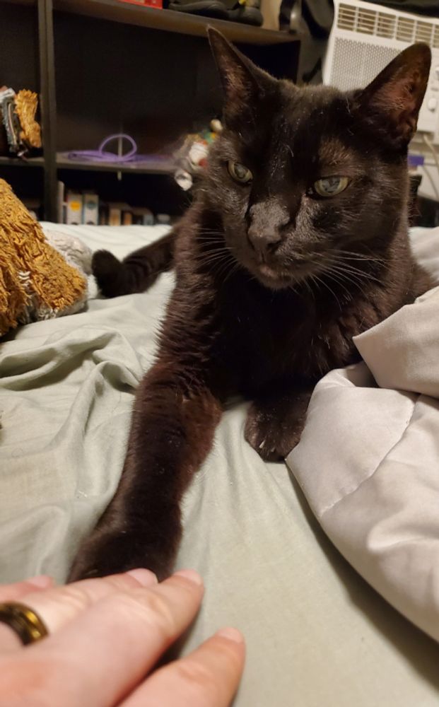 A black cat laying on a bed his front right paw is touching a hand. 