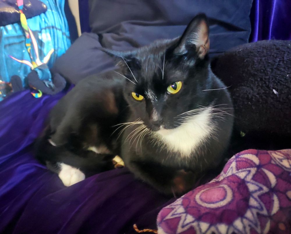 A tuxedo cat sitting on a purple couch. 