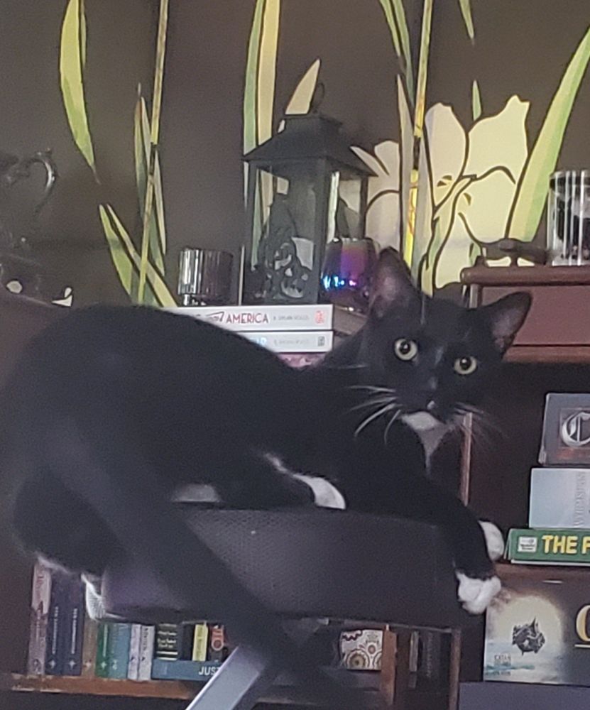 A tuxedo cat sitting on a stationary bike cushion. He is looking at the camera with startled look on his face. 