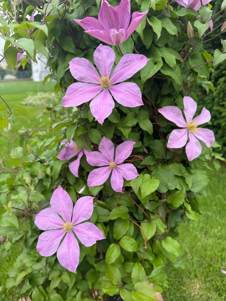 I don’t know what flowers these are. My sister got mad as shit when I cut them down one year. I never bothered asking.