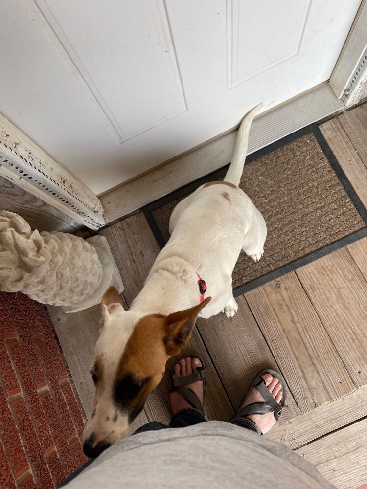 An overhead photo of Cargo, a young dog