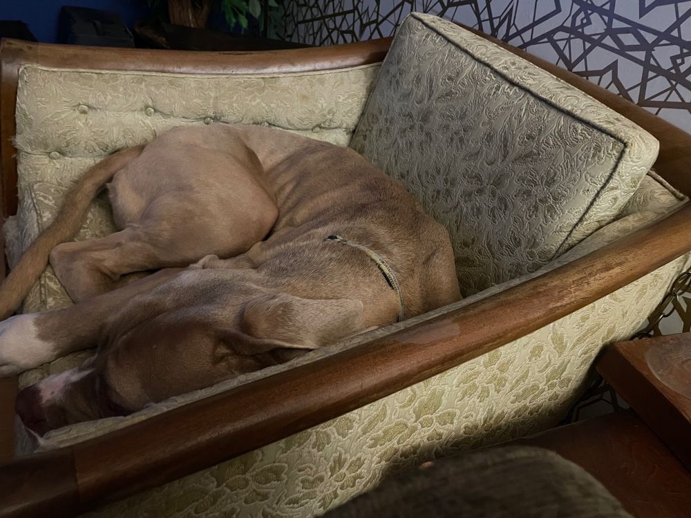 My mastino mix, Emilio, curled up in his own chair