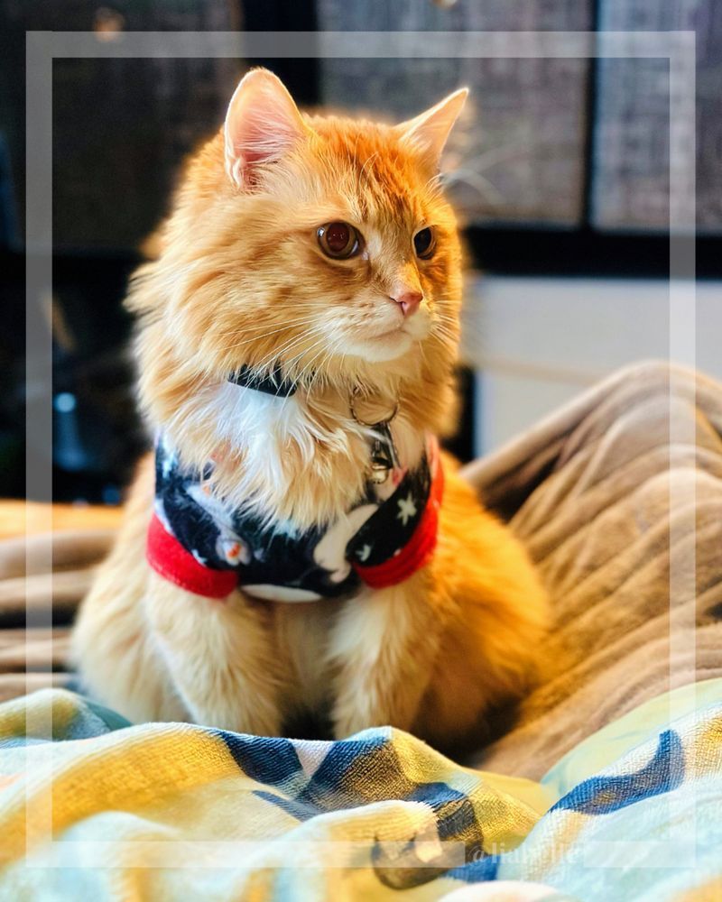 Nothing fancy— just a timeline cleanse with Sintra the Cat 😻😽😻