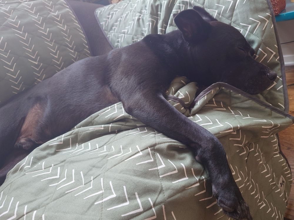 leo napping on the couch