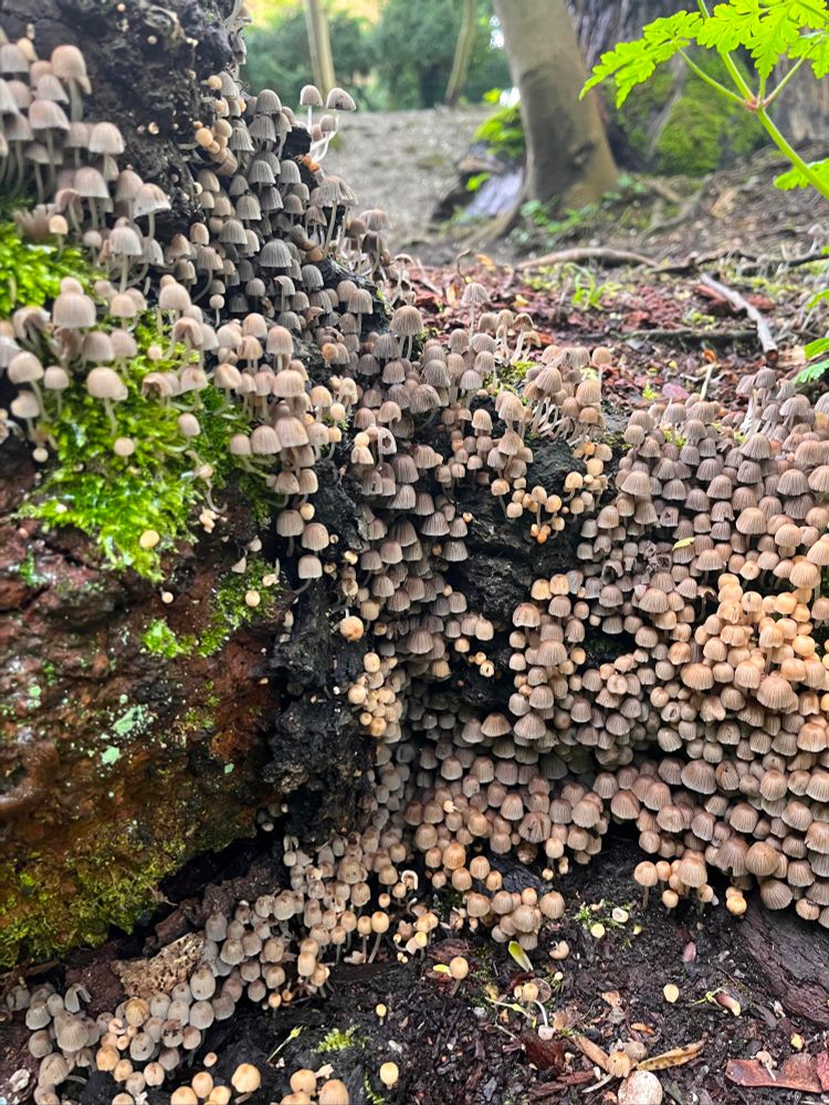 A large group of (Coprinellus disseminatus) "Fairy Ink Caps." They are scattered around a tree and some of its roots. Some are growing on a lichen. 