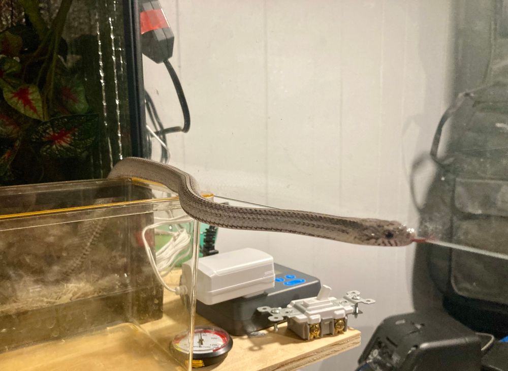 A grey cornsnake stretches almost straight out from his enclosure. 