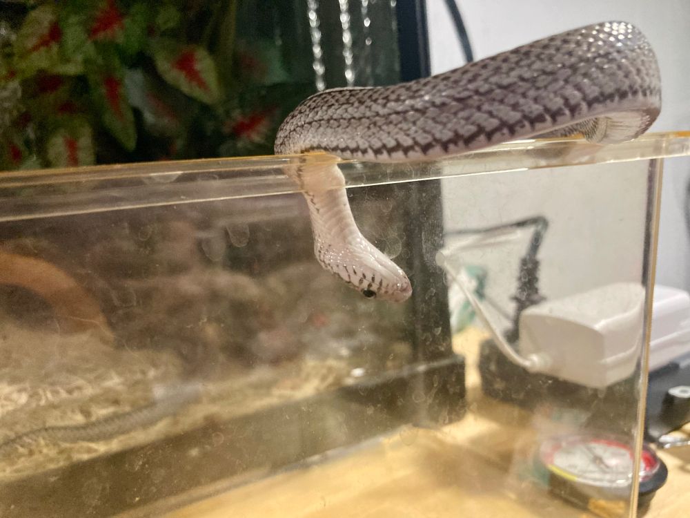 Now he is sticking his head down into his feeding bin. His head is almost upside down and his white throat is visible. 