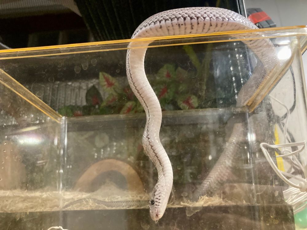 Farther down into the feeding bin and more of his white underside is showing. 