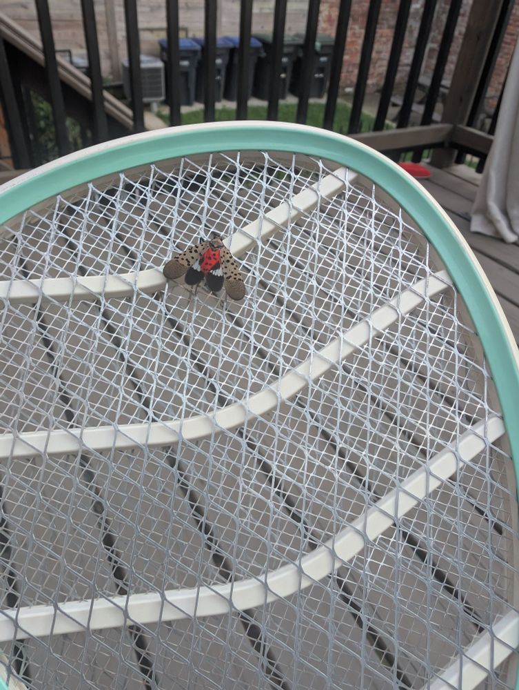 Dead spotted lanternfly on a racquet bug zapper