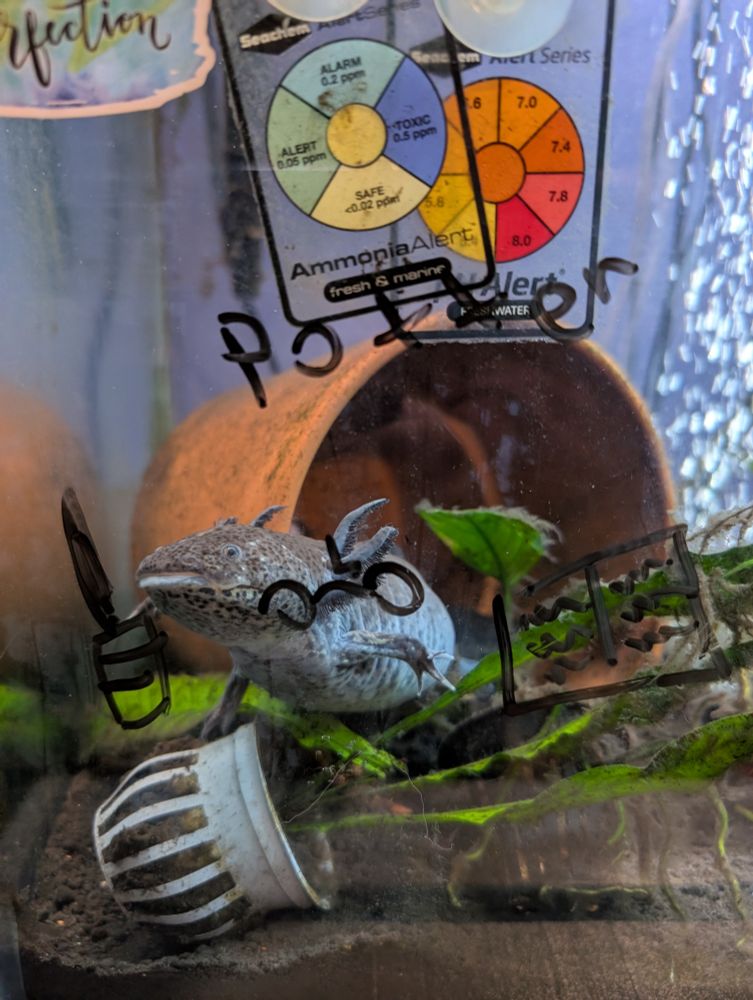 A grey spotted Axolotl. Drawn on her tank is glasses, a lightning bolt, wand, spell book, and the word Potter above her head. She has moved and it is now off center to her face