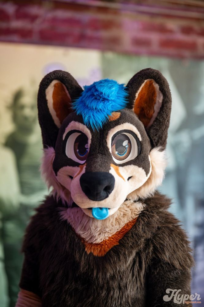 Picture of a shiba inu fursuiter